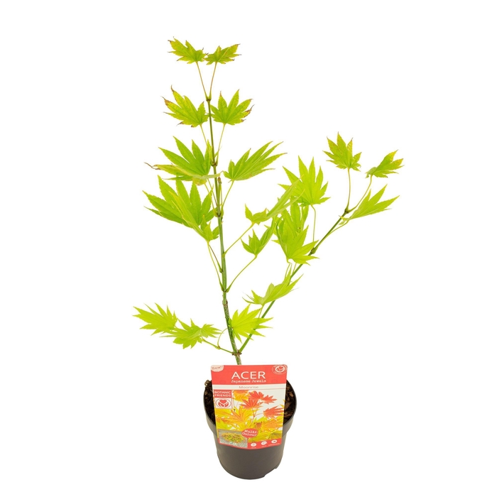 <h4>Acer shirasawanum 'Moonrise' ®</h4>