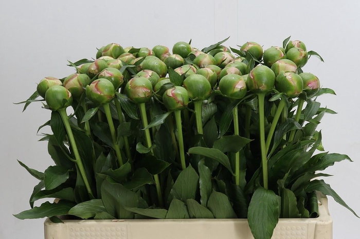 <h4>Paeonia Alertie</h4>