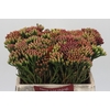 Kaaps Groen Red Brunia