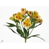 Alstroemeria bali