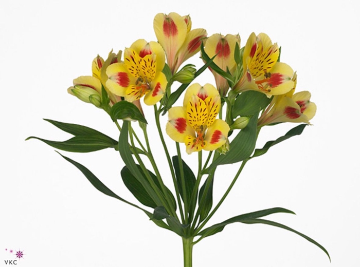 Alstroemeria bali