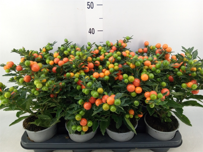<h4>Solanum pseudocapsicum 'Bartoli'</h4>
