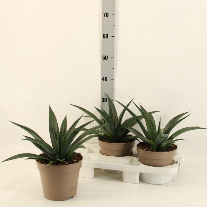 <h4>Agave americana</h4>