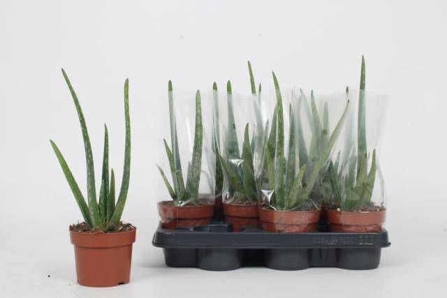 <h4>ALOE VERA</h4>