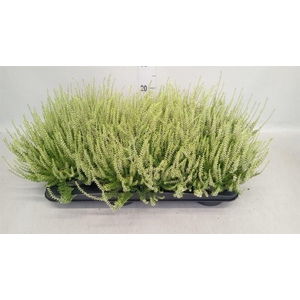 Calluna vulg. 'Garden G Madonna'