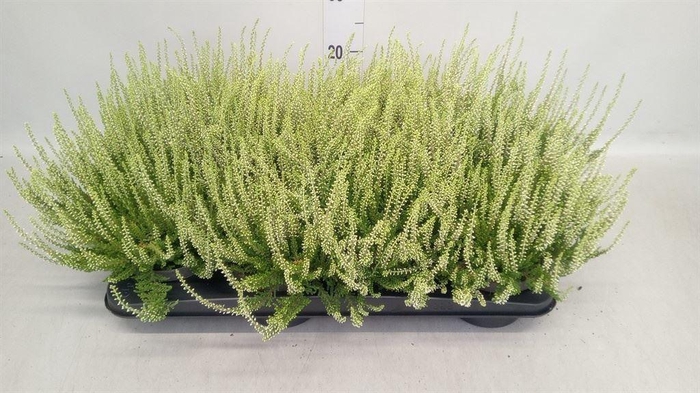 <h4>Calluna vulg. 'Garden G Madonna'</h4>