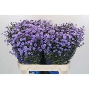 Aster Baby Blue