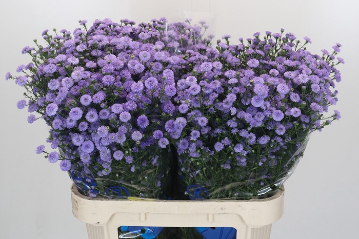 <h4>Aster Baby Blue</h4>