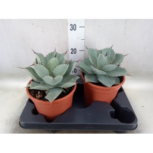 Agave   ...