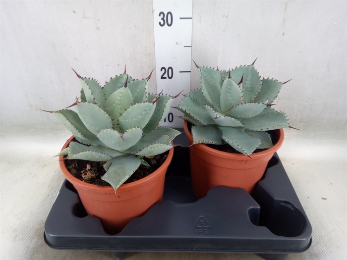<h4>Agave   ...</h4>