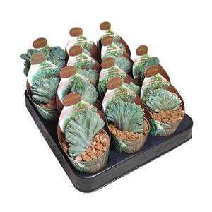 MYRTILLOCACTUS GEOMETRIZANS CRESTATO - POT Ø 6,5 - COLLECTION WITH POTCOVER (CACTUS)