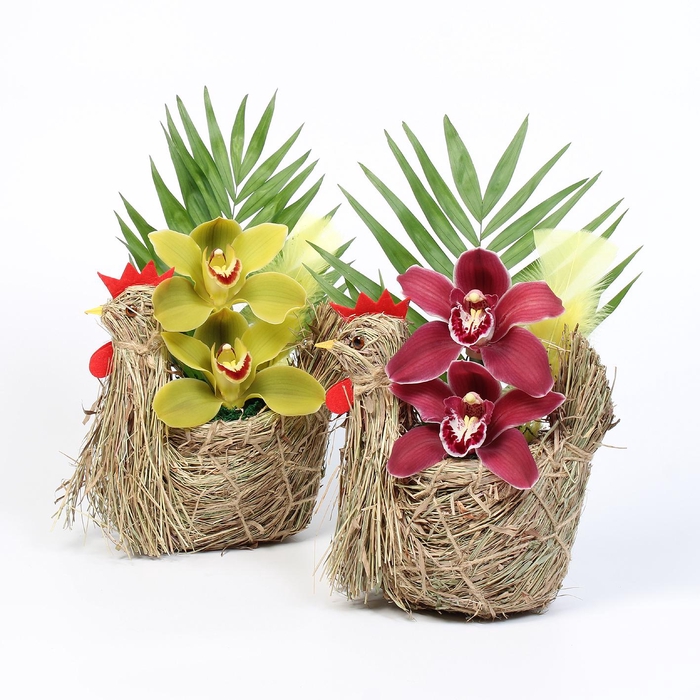 <h4>CYMB VERPAKT P BLOEM 6335</h4>