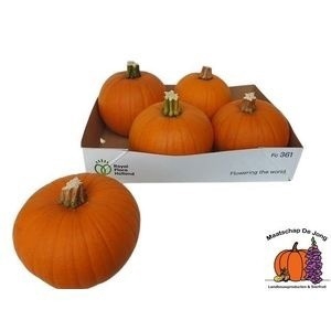 <h4>CUC HALLOWEEN</h4>