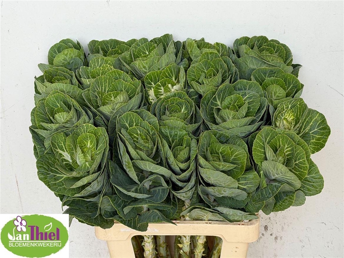 <h4>Brassica Ol White Crane</h4>