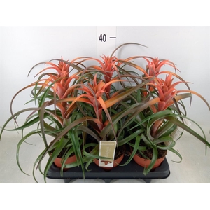 Tillandsia capitata 'Hermosa'