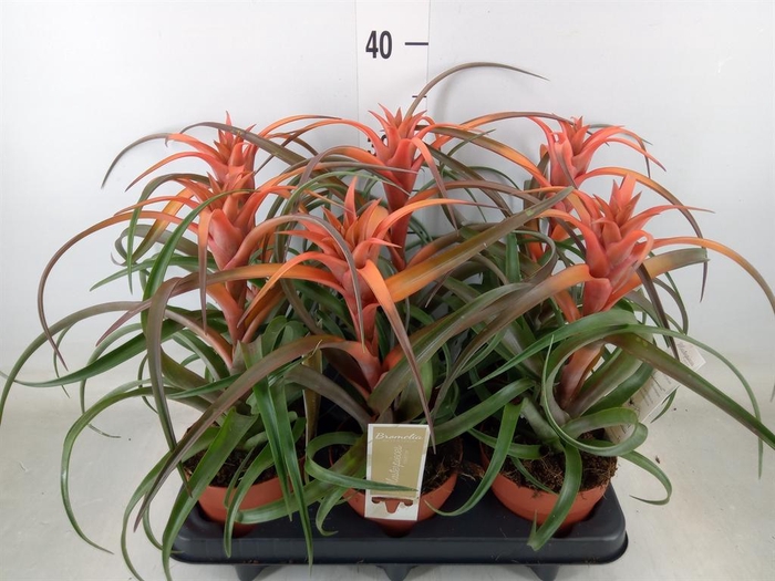 <h4>Tillandsia capitata 'Hermosa'</h4>