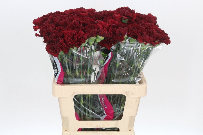 <h4>Dianthus St Berg</h4>