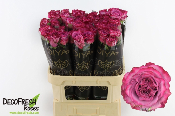 <h4>R Gr Garcia</h4>