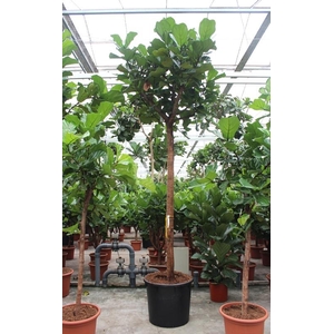 Ficus lyrata