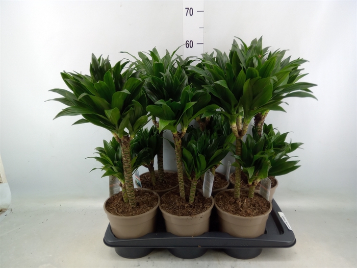 <h4>Dracaena frag. 'Compacta'</h4>