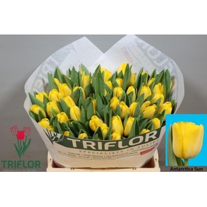 TU EN ANTARCTICA SUN