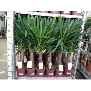 Yucca elephantipes   ...