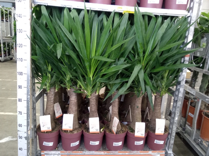 <h4>Yucca elephantipes   ...</h4>