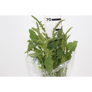 AMARANTHUS VERDE