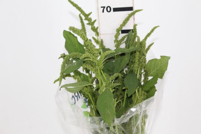 <h4>AMARANTHUS VERDE</h4>