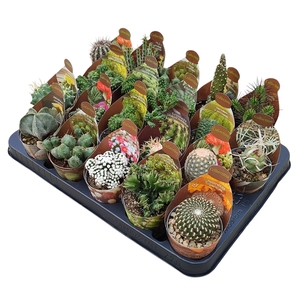 MIX CACTUS POT Ø 6,5 - COLLECTION WITH POTCOVER - TRAY 20 PCS (CACTUS)