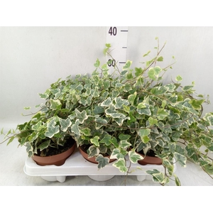 Hedera helix 'White Wonder'