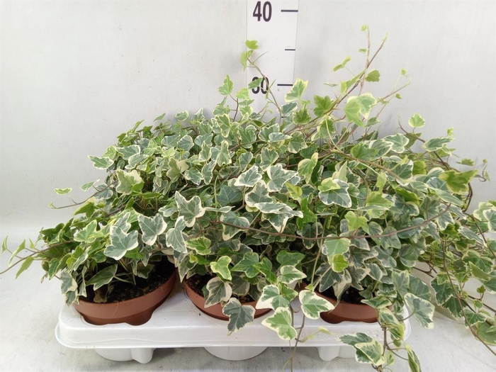 <h4>Hedera helix 'White Wonder'</h4>