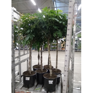Schefflera arbor. 'Compacta'