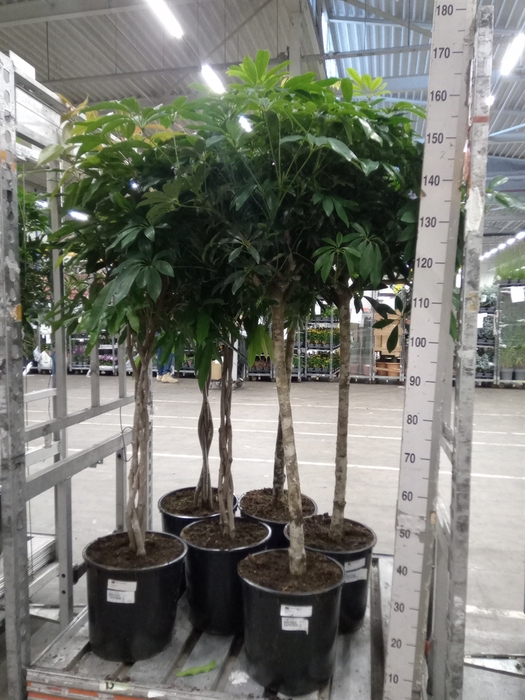 <h4>Schefflera arbor. 'Compacta'</h4>
