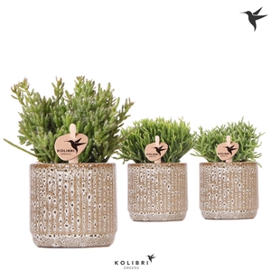 Kolibri Greens Rhipsalis mix in Jaguar pot