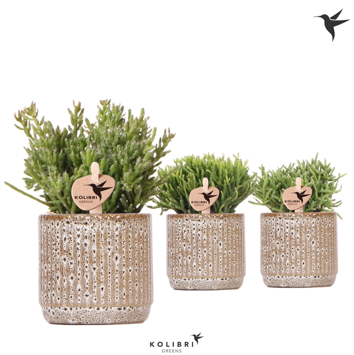 <h4>Kolibri Greens Rhipsalis mix in Jaguar pot</h4>