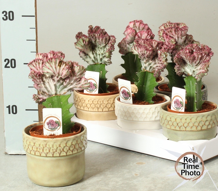 <h4>EUPHOR LAC CRISTATA</h4>