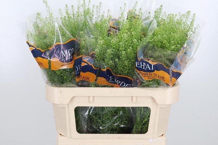 <h4>Lepidium Green Bell</h4>