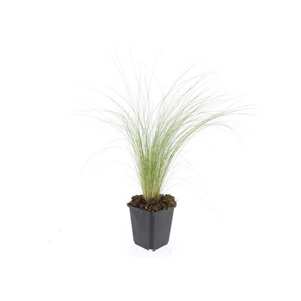 <h4>Stipa tenuissima 'Ponytails'</h4>