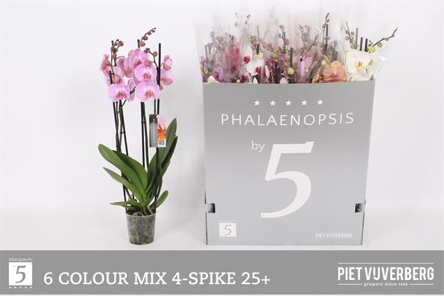 <h4>PHAL GEM 8 KL</h4>