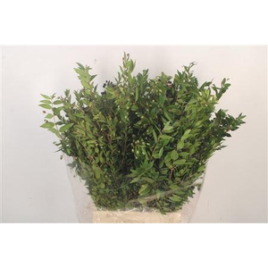 Myrthe Berry Per Bunch 250 Gram