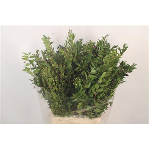 Myrthe Berry Per Bunch 250 Gram