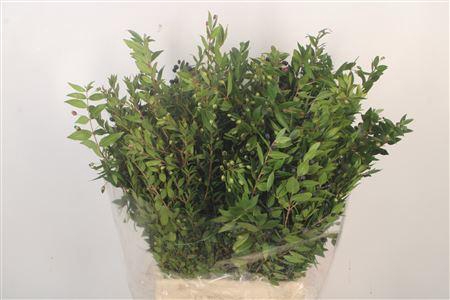 <h4>Myrthe Berry Per Bunch 250 Gram</h4>