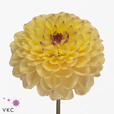 Dahlia Yellow Jill