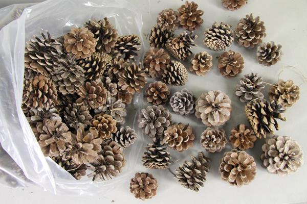 <h4>Pine Cone Natural (bag 5kg)</h4>