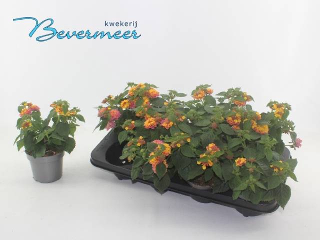 <h4>LANTANA SHAMR ROSE GOLD P12</h4>