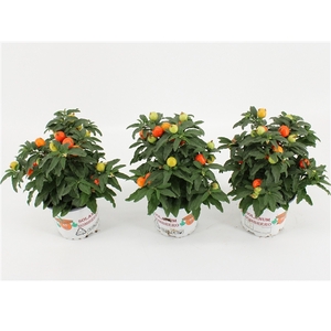 Solanum Pseudocapsicum oranje
