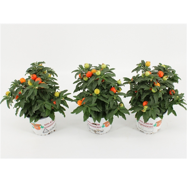 <h4>Solanum Pseudocapsicum oranje</h4>