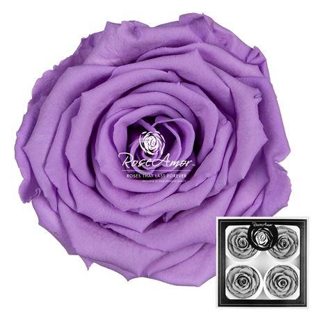 <h4>Bellisima Vio03</h4>