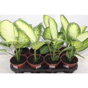DIEFFENBACHIA TROPIC MARIANA P15